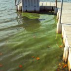 algae bloom osceola west lake