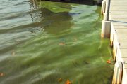 algae bloom osceola west lake